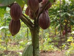 Produksi Kakao Pasaman Naik, Petani Diuntungkan Harga Tinggi