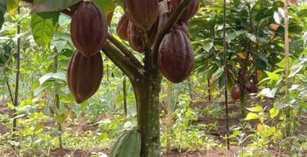 Produksi Kakao Pasaman Naik, Petani Diuntungkan Harga Tinggi
