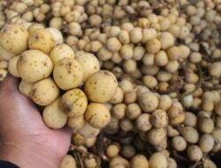 4 Kelompok yang Tidak Disarankan Mengonsumsi Duku