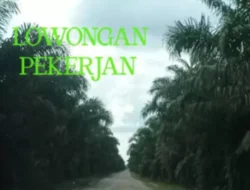 CV. Alam Lestari Buka Lowongan Kerja Februari 2025, Simak Posisi yang Tersedia!