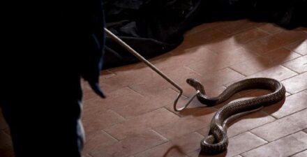 Tanaman yang Bisa Menarik Ular