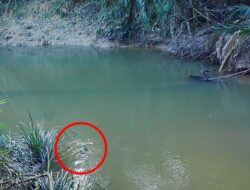 Setelah Puluhan Tahun, Platipus Muncul Kembali di Kuranda