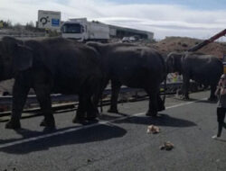 Enam Gajah Tewas, Kereta Sri Lanka Tergelincir