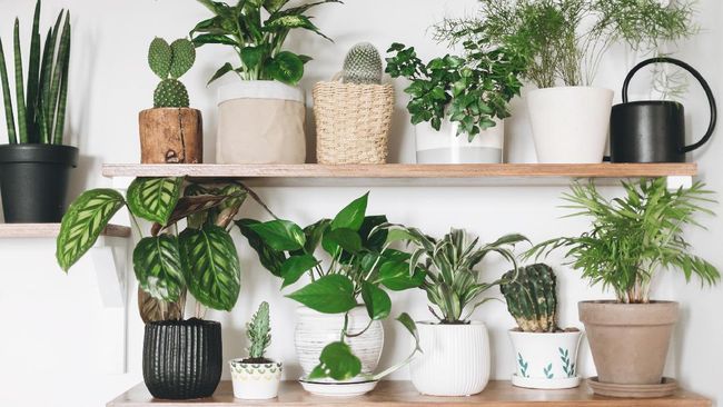 Dalam feng shui, beberapa tanaman dipercaya membawa keberuntungan, meningkatkan kesejahteraan, serta membersihkan udara di dalam rumah.