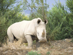 Dolly, Badak Putih Berusia 56 Tahun, Tutup Usia di Tennessee