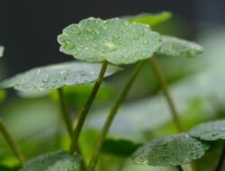 Manfaat Daun Pinduh untuk Kesehatan Kulit, Apa Kata Ahli?