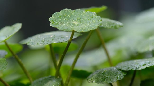 Daun pinduh atau Centella Asiatica diklaim bernutrisi dan bisa bikin kulit tetap awet muda.