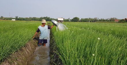 Pesatnya pengembangan teknologi, membuat stigma pada sektor pertanian terpatahkan.