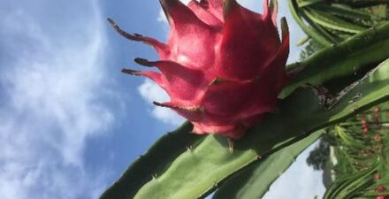 Ternyata ada kelompok orang yang tak boleh makan buah naga.