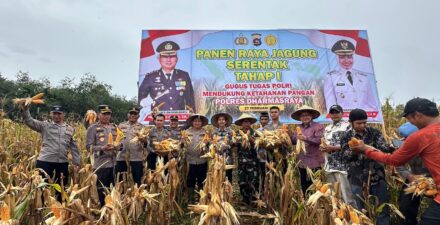 Polres Dharmasraya Gelar Panen Jagung Serentak untuk Perkuat Ketahanan Pangan