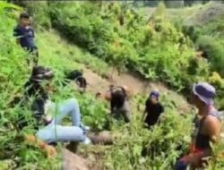 Polisi Ciduk Pemilik Tanaman Ganja