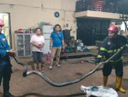 Warga Laporkan Ular Piton, Damkar Padang Berhasil Evakuasi