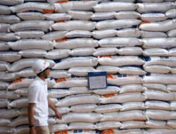 Temuan Beras Berkutu, Wamentan Pastikan Tidak Disalurkan ke Publik