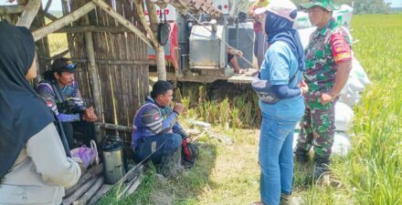 Bulog Serap 300.000 Ton Beras, Siap Jaga Stok Jelang Panen Raya