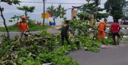 Pohon tumbang di kawasan Jalan Samudera, Pantai Padang, Kecamatan Padang Barat.