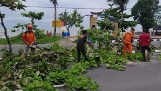 Pohon tumbang di kawasan Jalan Samudera, Pantai Padang, Kecamatan Padang Barat.