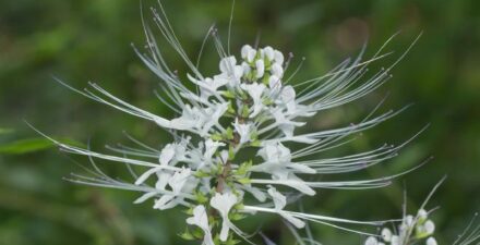Meski terbilang alami dan menyehatkan, ada efek samping minum rebusan kumis kucing yang perlu diwaspadai.