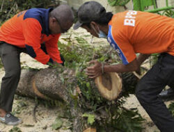 Pohon Tumbang di Pancoran Mas, Petugas Damkar Diterjunkan