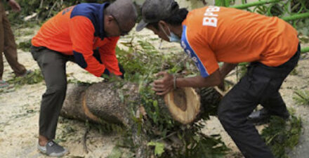Pohon Tumbang di Pancoran Mas, Petugas Damkar Diterjunkan