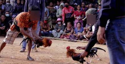 Diduga Milik Oknum TNI Pemilik Arena Judi Sabung Ayam yang Menewaskan Tiga Polisi