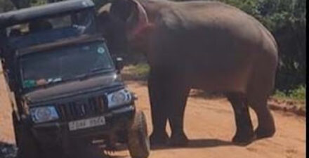 Wisatawan Panik, Gajah Serang Kendaraan di Sri Lanka