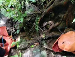 Langka! Rafflesia Tuan-Mudae Mekar di Cagar Alam Maninjau