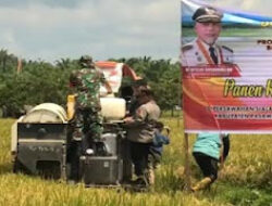 Panen Raya Padi di Pasaman Barat, Produksi Capai 6 Ton per Hektare