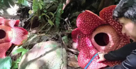 Bunga Rafflesia Tuan-Mudae.