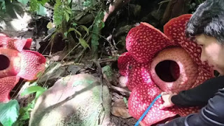 Bunga Rafflesia Tuan-Mudae.