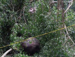 Anak 12 Tahun Tewas Tertimpa Pohon Saat Berkemah di Tawangmangu