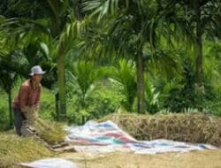Pastikan Stok Aman, Bulog Sumbar Petakan Daerah Padi