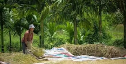 Pastikan Stok Aman, Bulog Sumbar Petakan Daerah Padi