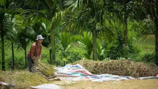 Pastikan Stok Aman, Bulog Sumbar Petakan Daerah Padi
