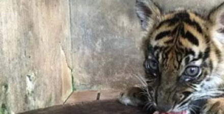 Anak Harimau Sumatra jenis betina, Banun Kinantan.