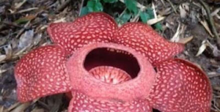 Fenomena Langka, Rafflesia dan Bunga Bangkai Mekar Bersamaan di Agam