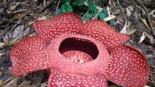Rafflesia dan Bunga Bangkai Mekar.