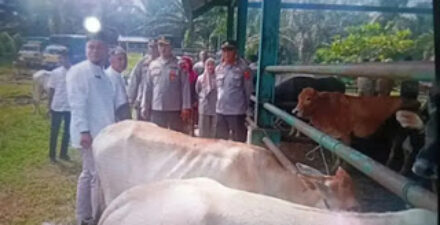 Cegah Penyakit, Pemkab Pasbar Awasi Ketat Lalu Lintas Ternak