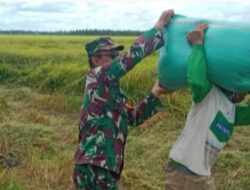 Babinsa Koramil 401-04/Byl Meningkatkan Ketahanan Pangan Melalui Pendampingan Petani