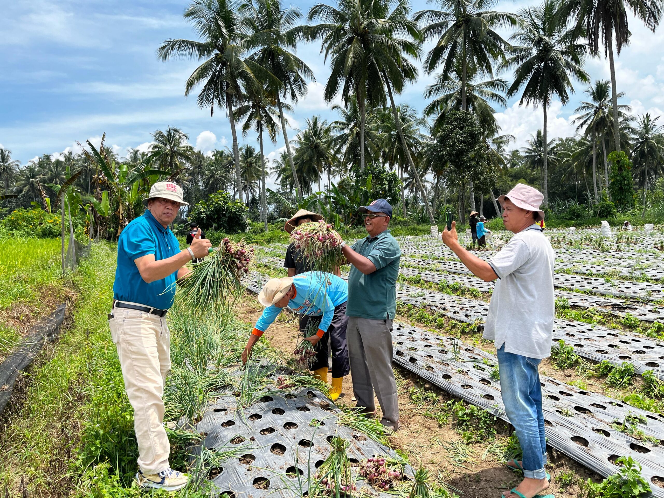 PANEN BAWANG - Kelompok Tani Serasih melakukan Panen Bawang. Tampak, Wakil Walikota Payakumbuh Elzadaswarman ikut melakukan panen bawang bersama Keltan Serasih Kelurahan Koto Panjang Payobasung Payakumbuh. (Fhoto : Zikriman Zainal)