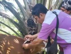 Jelang Idul Adha, Pasaman Perketat Pengawasan Hewan Ternak untuk Cegah PMK