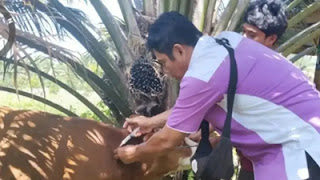 Ternak sapi milik salah seorang warga di Kabupaten Pasaman tengah divaksin.