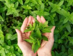 5 Daun Herbal Penurun Asam Urat, Alami dan Mudah Ditemukan