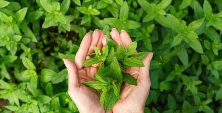 5 Daun Herbal Penurun Asam Urat, Alami dan Mudah Ditemukan