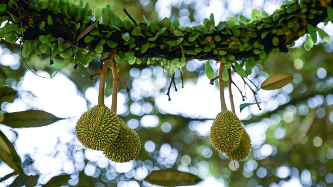 Ilustrasi panen buah durian di Malaysia.