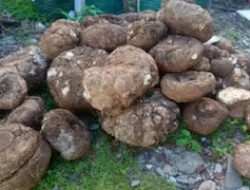 Upaya Penjualan Ilegal Bunga Bangkai Digagalkan di Pasaman