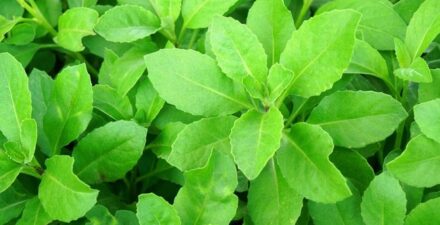 7 Khasiat Daun Sambung Nyawa, Dari Anti Kanker hingga Penurun Gula Darah