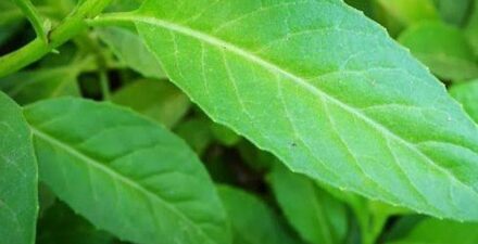 Daun sambung nyawa bisa mengobat penyakit apa saja? Daun satu ini menawarkan khasiat antara lain, mencegah kanker, kontrol gula darah dan meredakan masalah pencernaan.