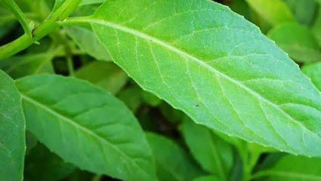 Daun sambung nyawa bisa mengobat penyakit apa saja? Daun satu ini menawarkan khasiat antara lain, mencegah kanker, kontrol gula darah dan meredakan masalah pencernaan.