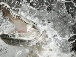 Tim SAR Cari Korban Serangan Buaya di Pasaman Barat