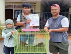 Warga Temukan Anak Kucing Hutan, BKSDA Lakukan Evakuasi di Agam